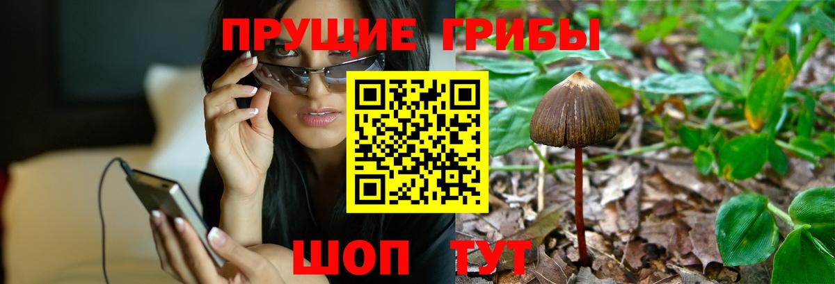 Сафоново  Псилоцибиновые грибы прущие грибы  Вход с VPN 